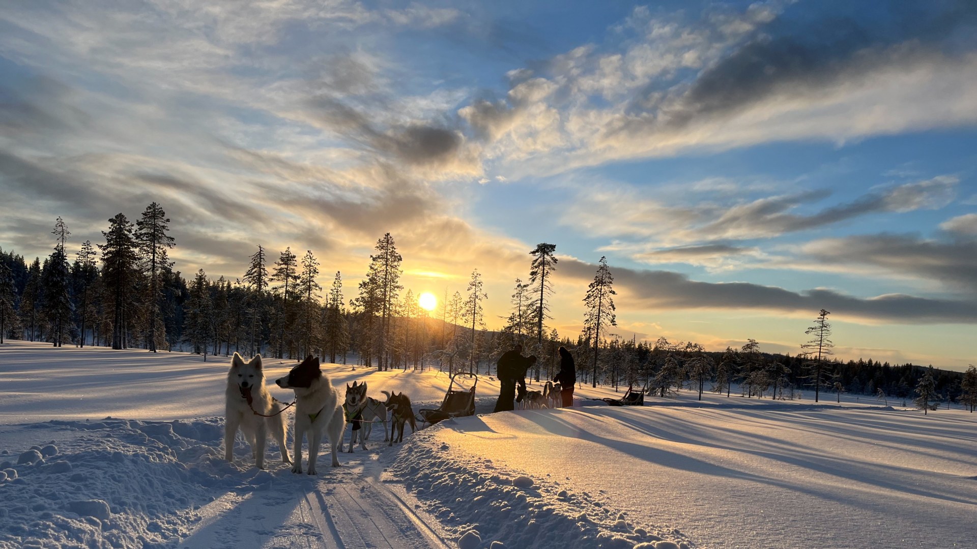 Husky Traum in schwedisch Lappland